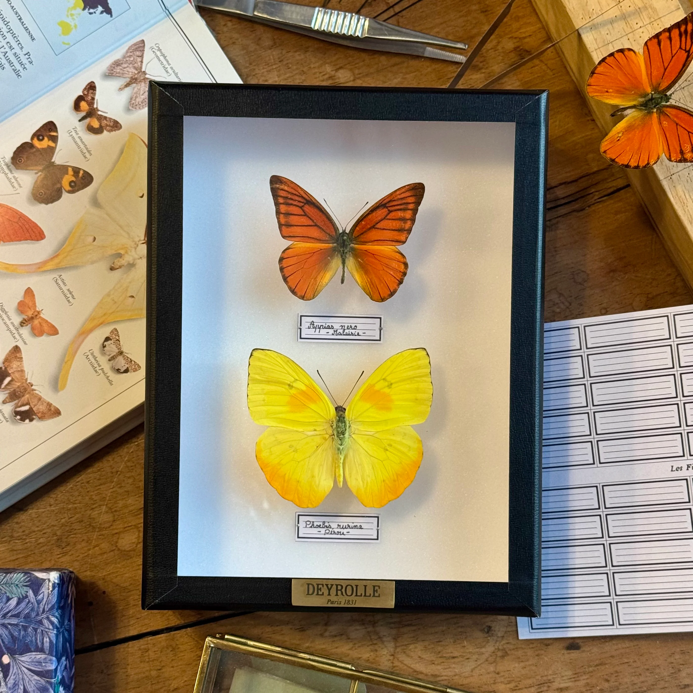 Papillons et Insectes